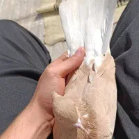 کبوتر دم سفید|پرنده|فسا, |دیوار