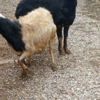 بره قوچ قره چال بیگوش و بره ماده سفید