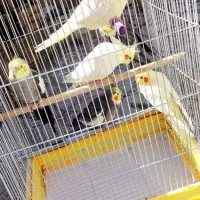 عروس|پرنده|مه ولات, |دیوار