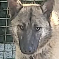 یک قلاده سگ مالینیوز اصل با خط خونی بالا