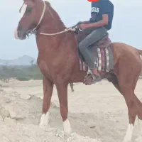 اسب|اسب و تجهیزات اسب‌سواری|بندرعباس, |دیوار