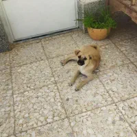 سگ پاپی پاگ|سگ|پیر بکران, |دیوار