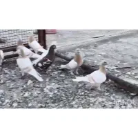 کبوتر|پرنده|شیراز, درکی|دیوار