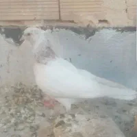 کفتر کله هفت‌رنگ|پرنده|کاشمر, |دیوار