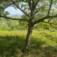 زمین مسکونی|فروش زمین و ملک کلنگی|لاهیجان, شیخ زاهد|دیوار