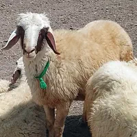 قوچ سنجابی