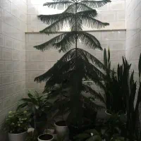 گل مطبق گاج ۲/۵متری