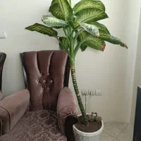 گل و گیاه دیفن