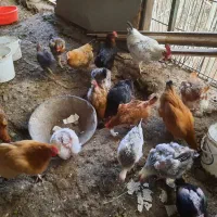 ۱۰  عدد مرغ   و ۱  خروس|حیوانات مزرعه|کوهسار (البرز), |دیوار