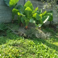 فروش گل بابادم|گل و گیاه طبیعی|خوشرودپی, |دیوار