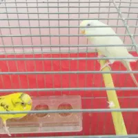 مرغ عشق مولد|پرنده|سراب, |دیوار