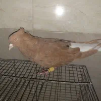 طوقی ماده گمشده