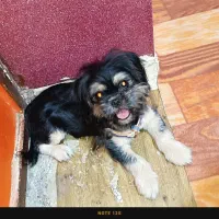 واگذاری توله شیتزو|سگ|میناب, |دیوار