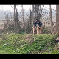 ژرمن ورک|سگ|رشت, حومه رشت|دیوار