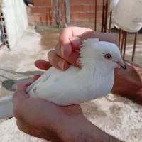 کبوتر فروشی  کاکل دار