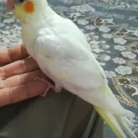 جوجه عروس هلندی سرلاکی