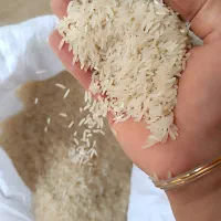 برنج فجر سوزنی و طارم هاشمی|خوردنی و آشامیدنی|گرگان, |دیوار