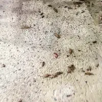 سمپاشی دامیاران مرکز تخصصی سمپاشی و ریشهکنی حشرات|خدمات نظافت|مشهد, شهرک رازی (شهرک غرب)|دیوار