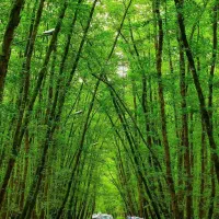 خط ثابت همراه اول