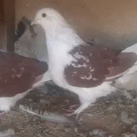 دوکت اصفهانی|پرنده|برخوار, |دیوار