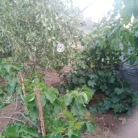 خانه باغ روستا|فروش خانه و ویلا|نیر (یزد), |دیوار