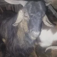 گوسفند فروشی منوجان|حیوانات مزرعه|منوجان, |دیوار