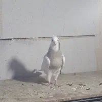 طوقی نسل برتر|پرنده|یزد, |دیوار