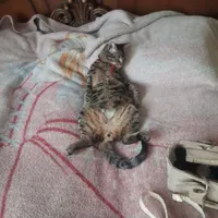 مژدگانی داره، نر ، گمشده روستای فلورد
