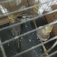 عروس‌هلندی|پرنده|نیشابور, خیام|دیوار