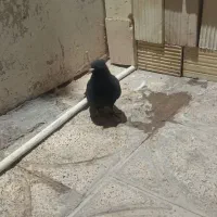 چند عدد کبوتر|پرنده|بم, |دیوار