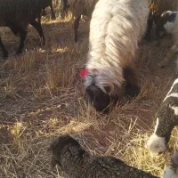 میش‌قصر خیلی چاق