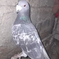 کبوتر فروشی