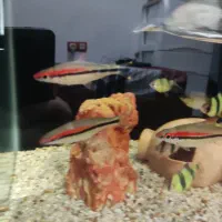 ماهی ردلاین