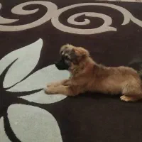 سگ اشتپیز|سگ|کازرون, |دیوار