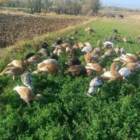 فروش بوقلمون زنده|حیوانات مزرعه|قصابه, |دیوار