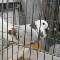 کبوتر شازده