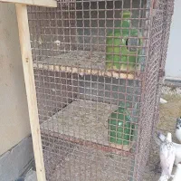 قفس جفتگان|لوازم جانبی حیوانات|سمنان, |دیوار