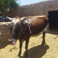 گاو زاییده با گوساله ۲ماهه