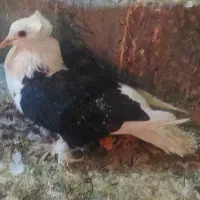 کبوتر جکسون
