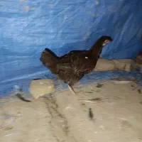 جوجه|حیوانات مزرعه|گنبد کاووس, |دیوار