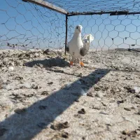 پشت کویتی ماده|پرنده|کاشمر, |دیوار