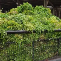 سبزی دامی تازه قیمت مناسب دامداری