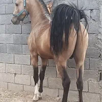 پانسیون(زیرقیمت)آموزش،فروش باشجره بدون شجره