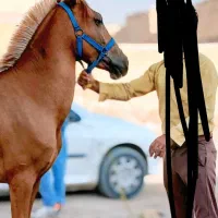 اسب، کره مادیان|اسب و تجهیزات اسب‌سواری|مسجد سلیمان, |دیوار