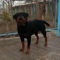 سگ روتوایلر