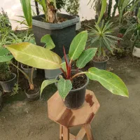 گل فیلودندرون پرتقالی گلدان ۱۷ ارسال رایگان + هدیه|گل و گیاه طبیعی|مشهد, خرم آباد|دیوار