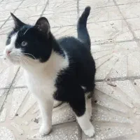 واگذاری فوری گربه