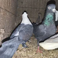 کبوتر کفتر|پرنده|مشهد, فاطمیه|دیوار