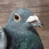 کفتر.پلاکی|پرنده|قدس, شهرقدس|دیوار