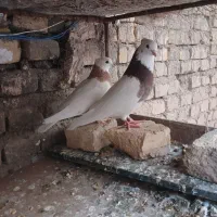 طوقی|پرنده|بافق, |دیوار